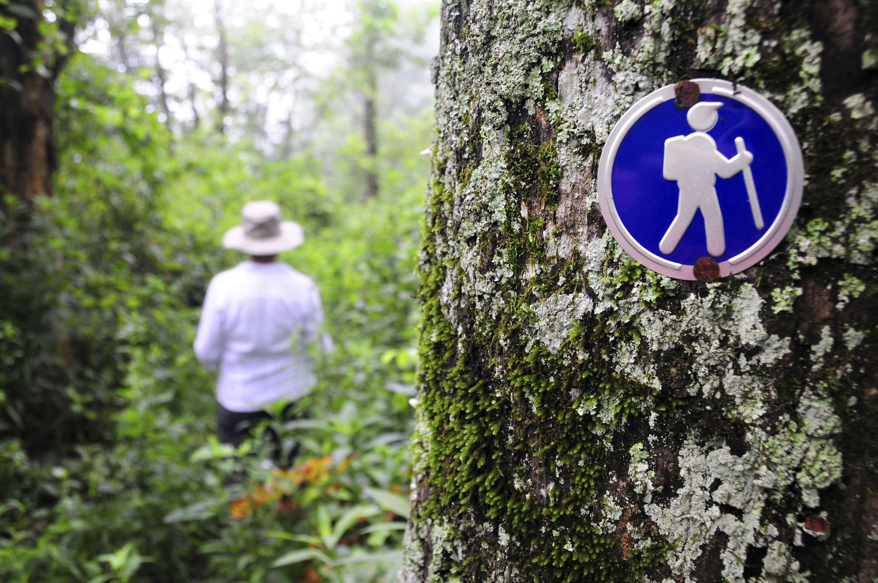 Trails at Queen Wilhelmina State Park